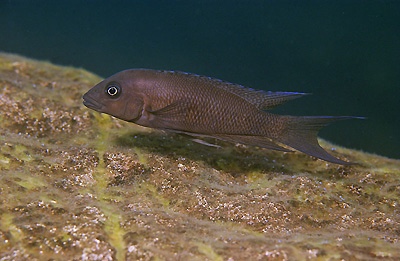 Neolamprologus christyi 'Isanga Bay'